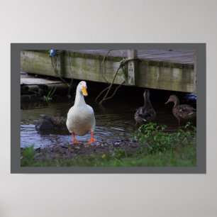 Poster de Fotografia de Pato Branco