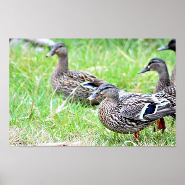 Poster de Fotografia de Patos (Frente)