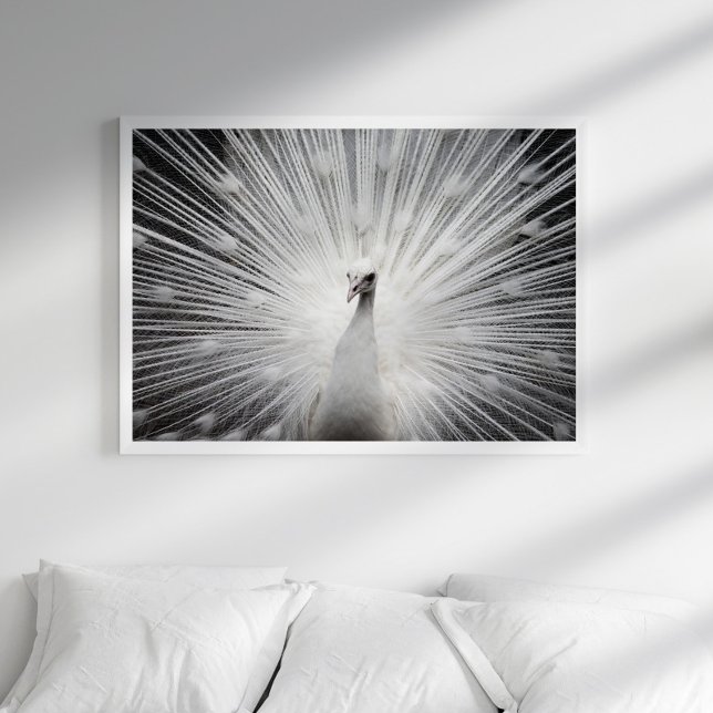 Poster de Fotografia de Peacock Branco (Criador carregado)