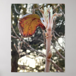Poster de Fotografia de Planta