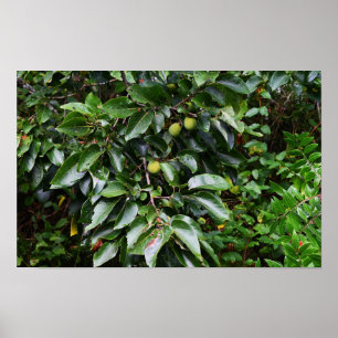 Poster de Fotografia de Planta