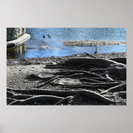 Poster de Fotografia de Raízes de Árvore