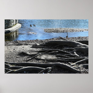 Poster de Fotografia de Raízes de Árvore