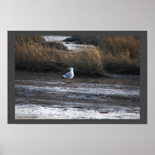 Poster de Fotografia de Seagull