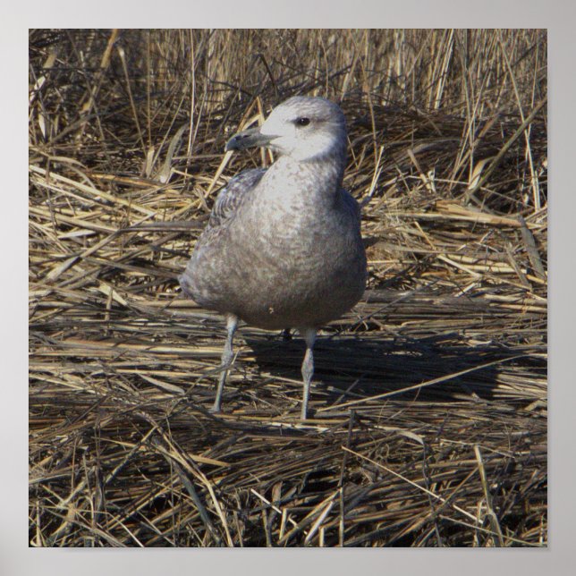 Poster de Fotografia de Seagull (Frente)