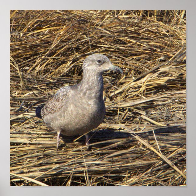 Poster de Fotografia de Seagull (Frente)