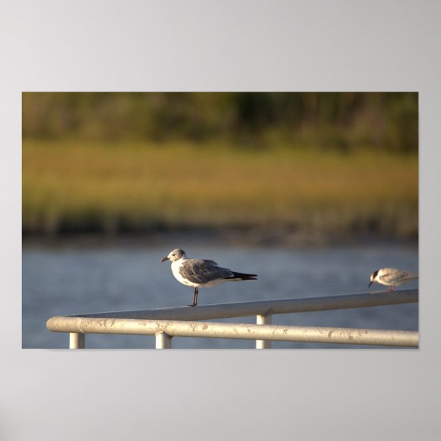Poster de Fotografia de Seagull (Frente)