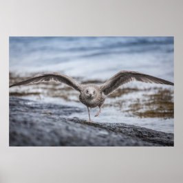 Poster de Fotografia de Seagull Wildlife