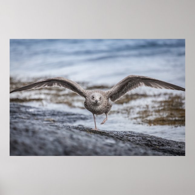 Poster de Fotografia de Seagull Wildlife (Frente)