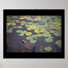 Poster de Fotografia de Waterlily