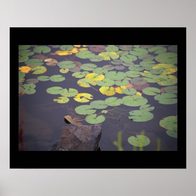 Poster de Fotografia de Waterlily (Frente)