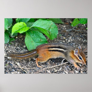 Poster de Fotografia do Chipmunk