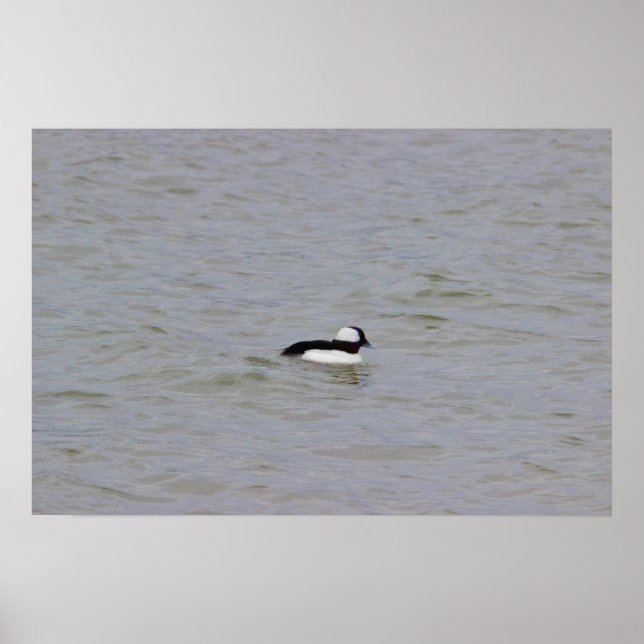 Poster de Fotografia do Duque Bufflehead (Frente)