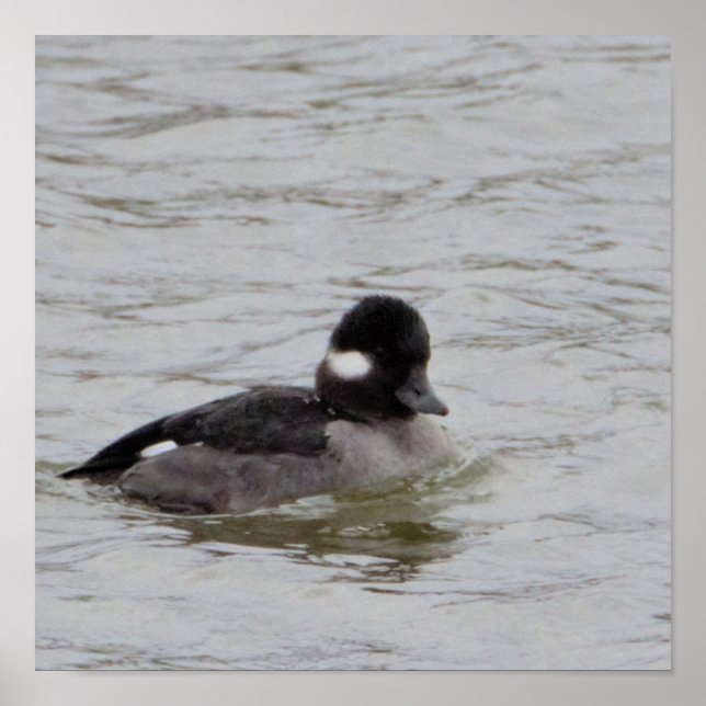 Poster de Fotografia do Duque Bufflehead (Frente)