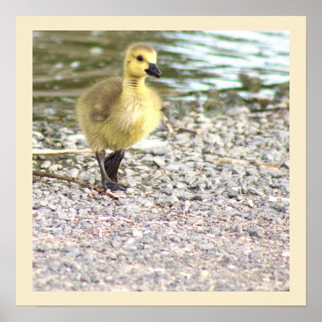 Poster de Fotografia do Gosling (Frente)
