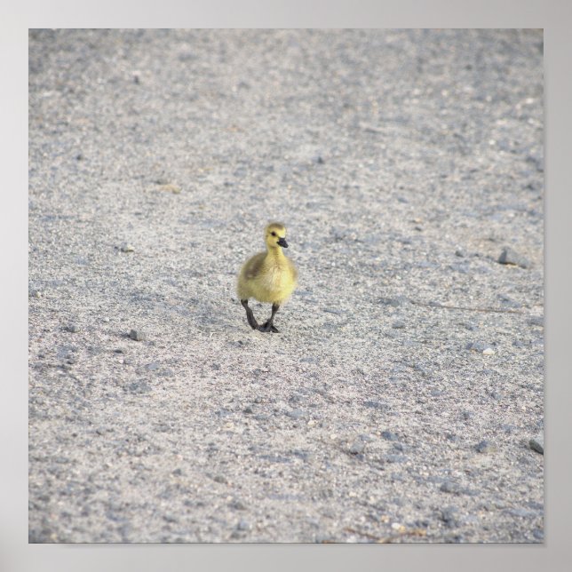 Poster de Fotografia do Gosling (Frente)