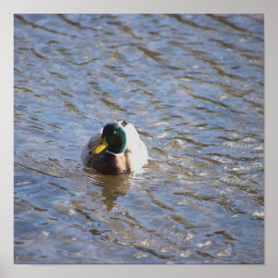 Poster de Fotografia do Pato Mallard