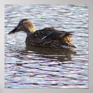 Poster de Fotografia do Pato Mallard