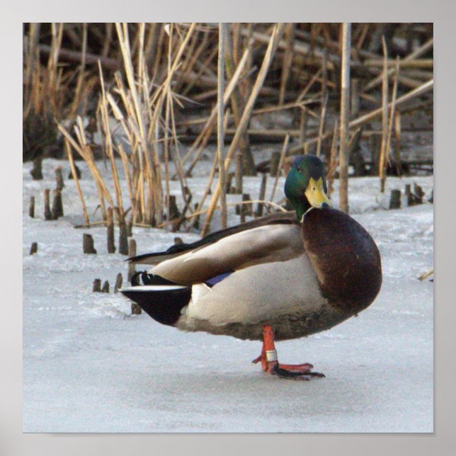 Poster de Fotografia do Pato Mallard (Frente)
