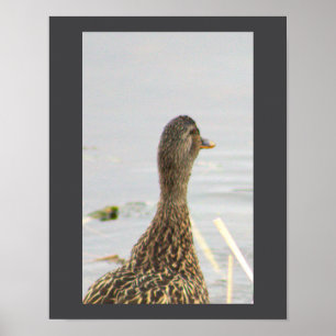Poster de Fotografia do Pato Mallard