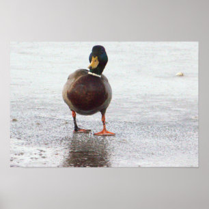Poster de Fotografia do Pato Mallard