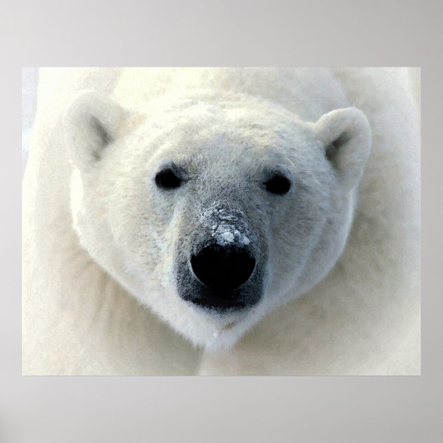 Poster de Fotografia do Urso Polar Original (Frente)