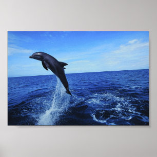 Poster de Fotografia Dolphin