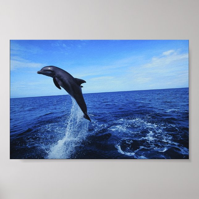 Poster de Fotografia Dolphin (Frente)