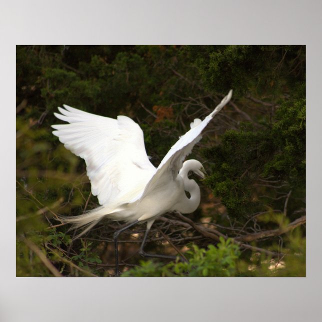 Poster de Fotografia Egret do excelente (Frente)