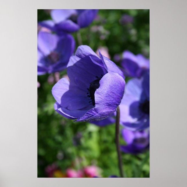 Poster de Fotografia Floral Anemone azul (Frente)