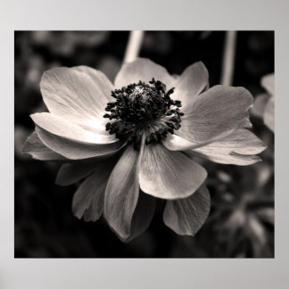 Poster de Fotografia Floral Anemone Black and Whit