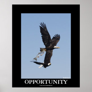 Poster de Fotografia Motivacional das Águias Balda