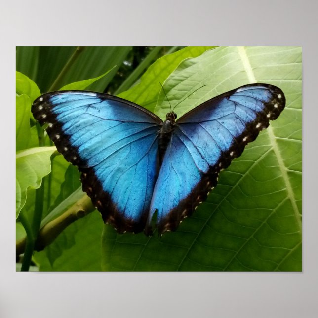 Poster de fotografia natural da borboleta Azul Mor (Frente)