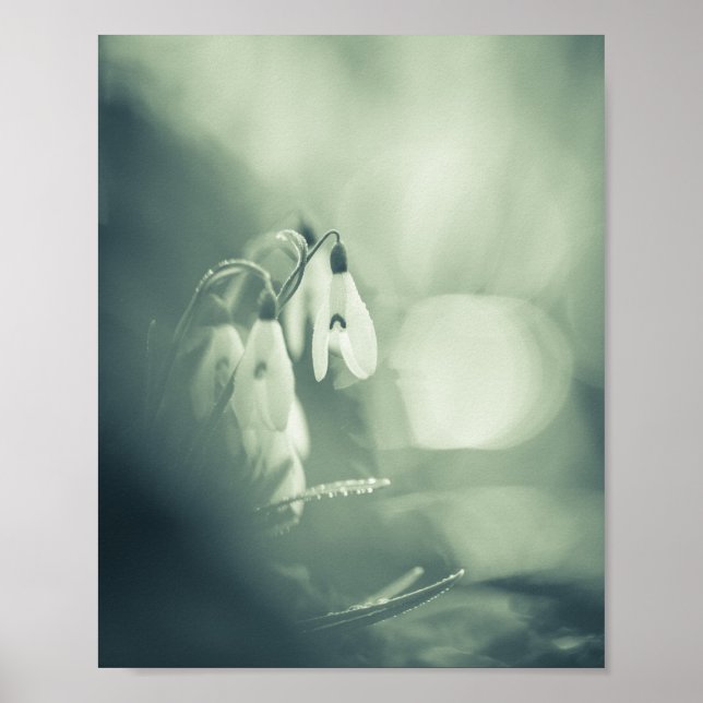 Poster de Fotografia Natural do Snowdrops (Frente)