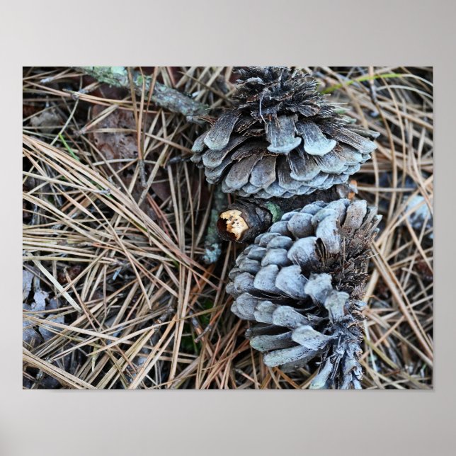 Poster de Fotografia Pinecones (Frente)
