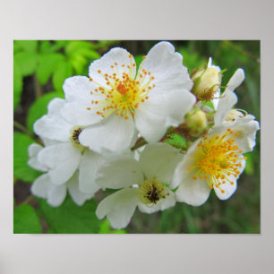 Poster de Fotografia Rosa Cherokee