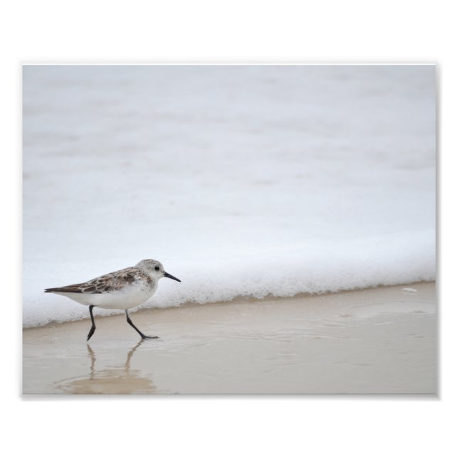 Poster de fotografia Sandpiper Shorebird Impressão (Frente)