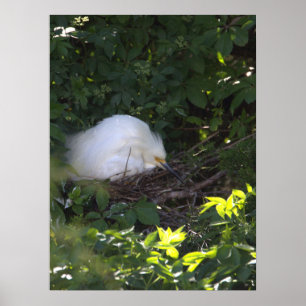 Poster de Fotografia Snowy Egret