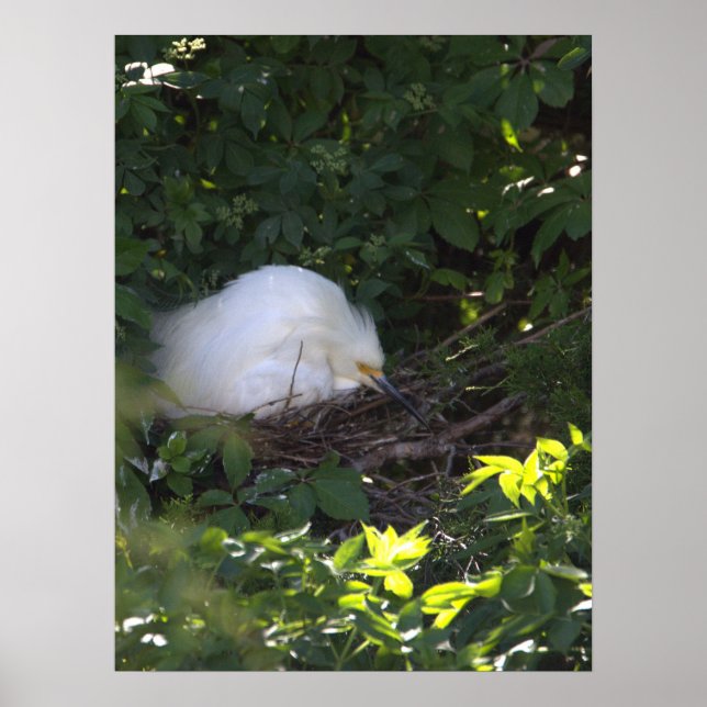 Poster de Fotografia Snowy Egret (Frente)