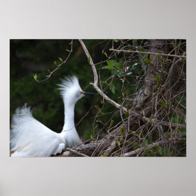 Poster de Fotografia Snowy Egret (Frente)