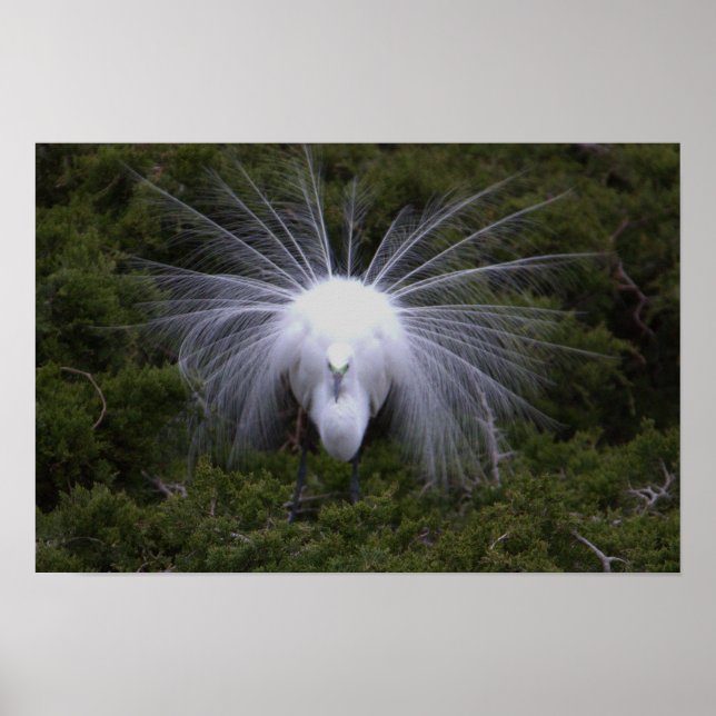 Poster de Fotografia Snowy Egret (Frente)