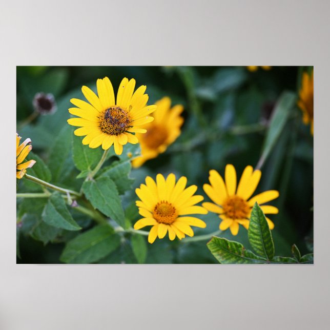 Poster de Fotografias das Flores Amarelas (Frente)