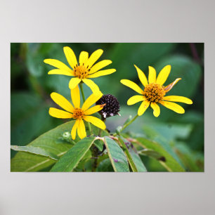 Poster de Fotografias das Flores Amarelas