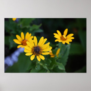 Poster de Fotografias das Flores Amarelas