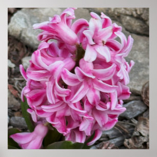 Poster de Fotografias das Flores Hiacintas Rosa