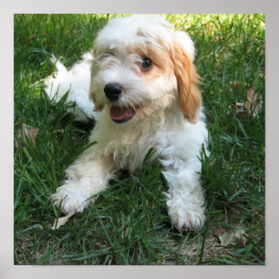 Poster de Fotografias de Cavachon Personalizado, C