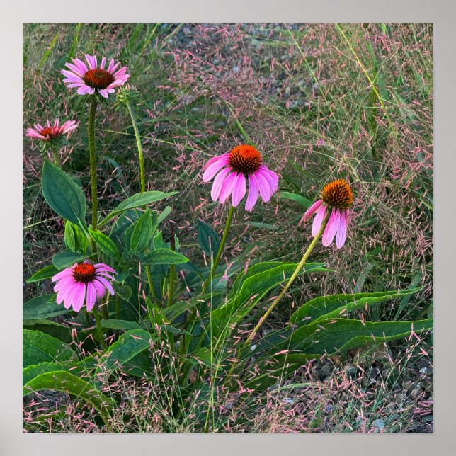 Poster de Fotografias de Coneflowers Roxos (Frente)