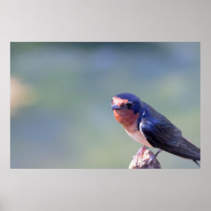 Poster de Fotografias de Engolir Barn