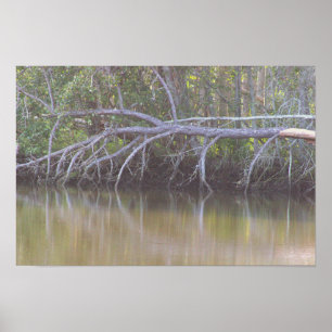 Poster de Fotografias de Reflexões da Árvore de Fa