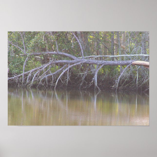 Poster de Fotografias de Reflexões da Árvore de Fa (Frente)